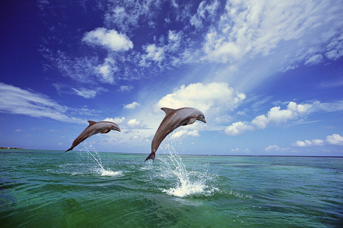 Two bottlenose dolphins leap side by side from tropical water in the Caribbean