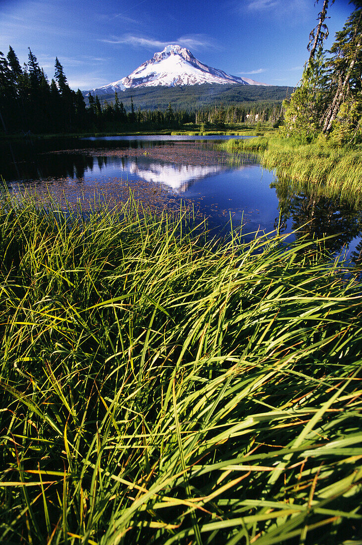 Der schneebedeckte Mount Hood spiegelt sich in einem ruhigen Teich mit Gräsern im Vordergrund, Oregon, Vereinigte Staaten von Amerika