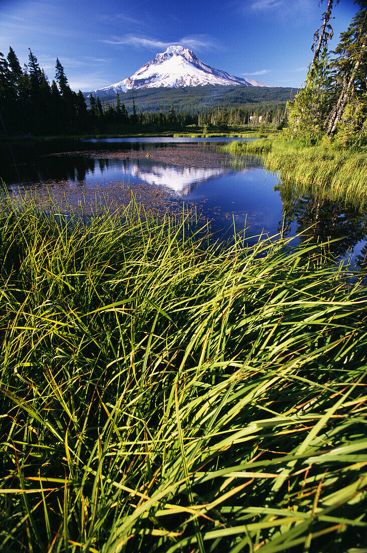 Snow-covered Mount Hood reflected in a tranquil pond with grasses in the foreground,Oregon,United States of America