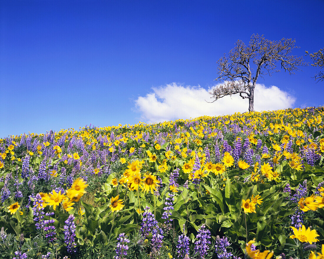 Blossoming wildflowers in purple and yellow,Arrowleaf balsamroot and Lupines,in a meadow in the Columbia River Gorge,Oregon,United States of America