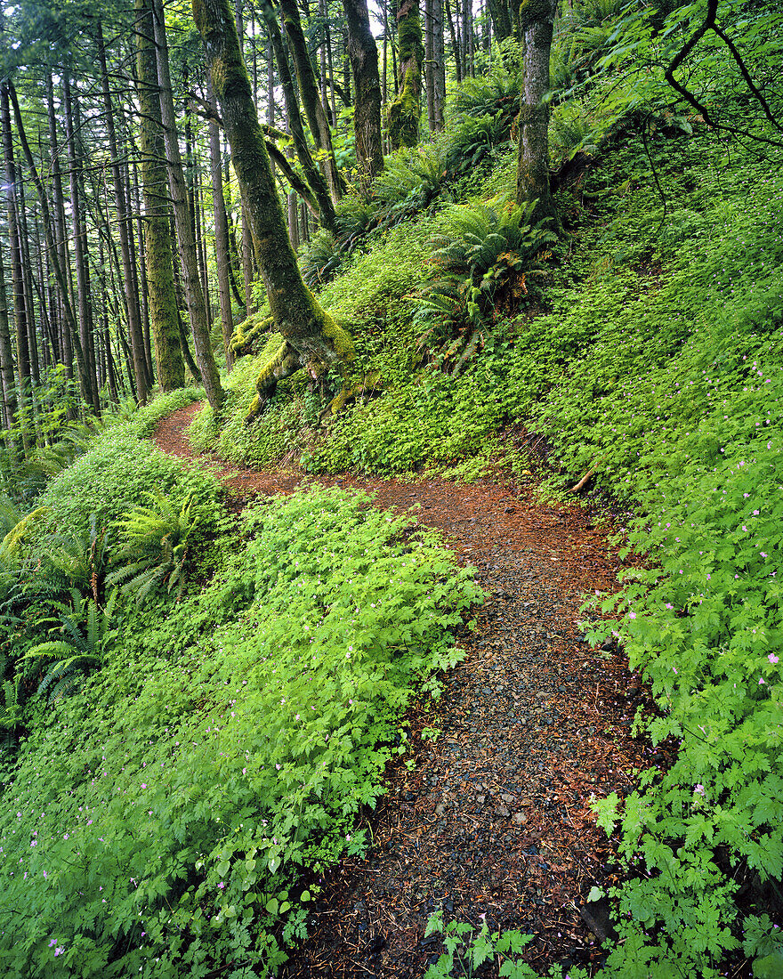 A trail through a lush forest in the Columbia River Gorge,Oregon,United States of America