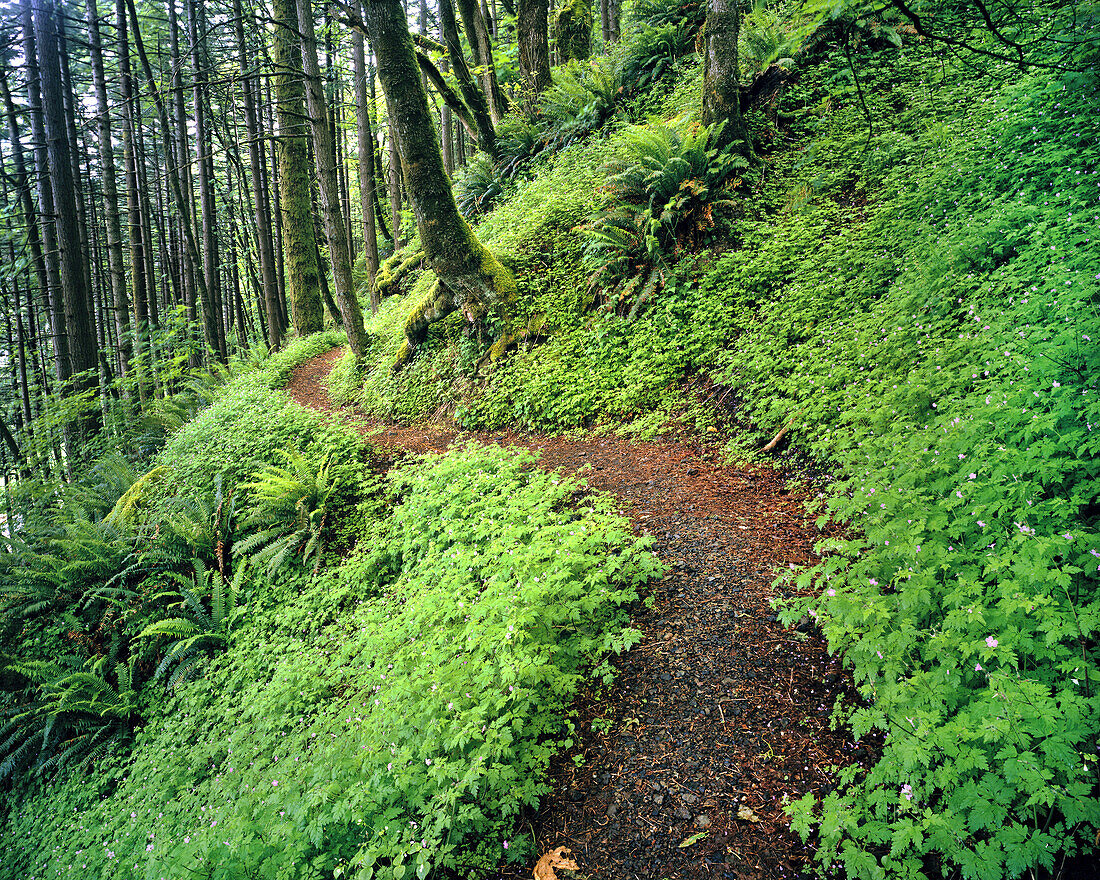 A trail through a lush forest in the Columbia River Gorge,Oregon,United States of America