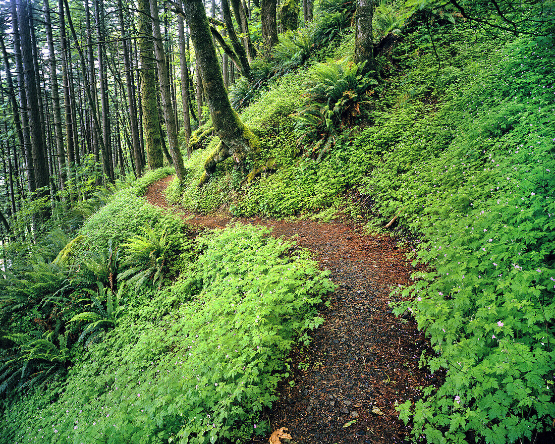 Ein Pfad durch einen üppigen Wald in der Columbia River Gorge,Oregon,Vereinigte Staaten von Amerika