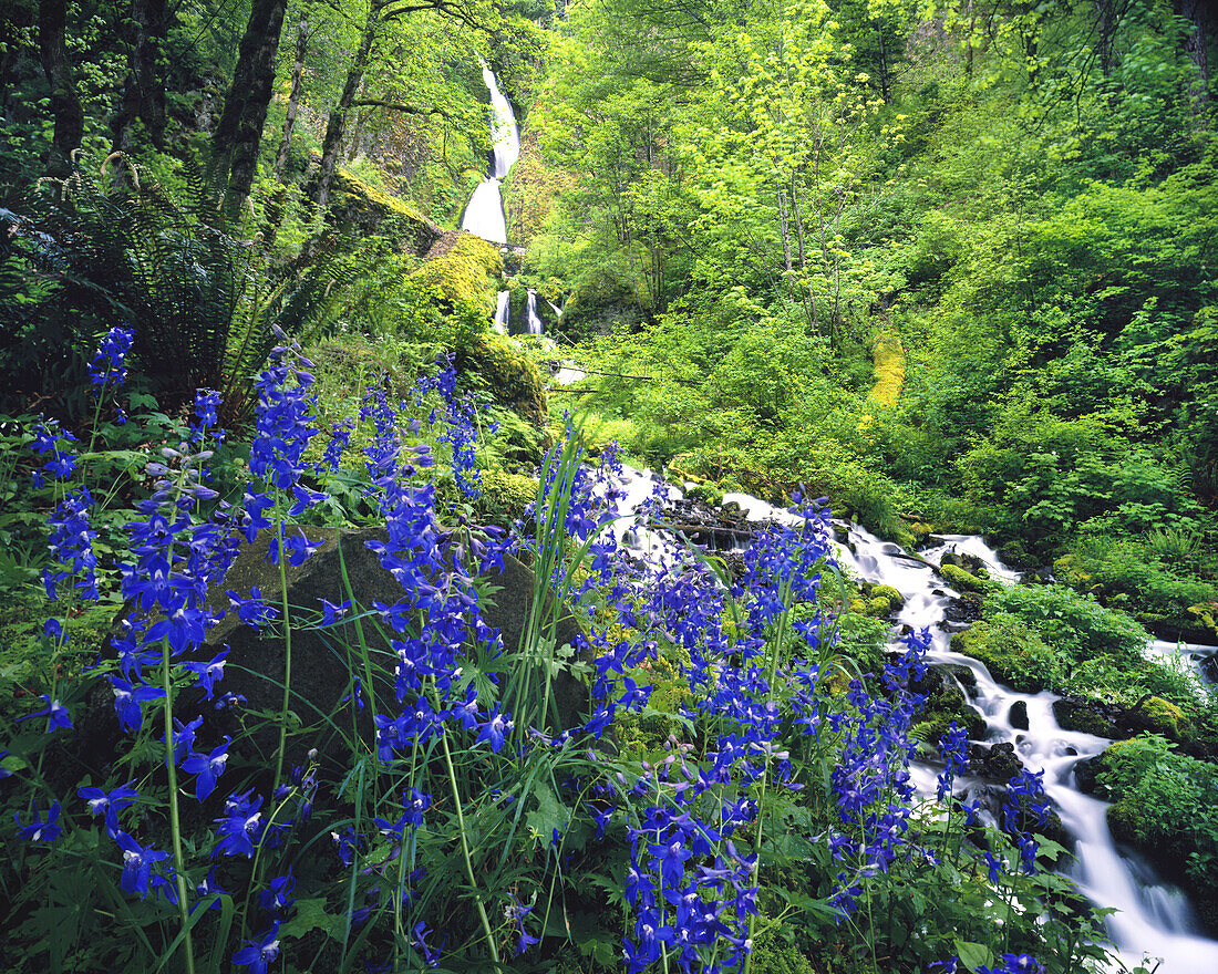 Wahkeena Falls with lush foliage and wildflowers in Mount Hood National Forest in the Columbia River Gorge,Oregon,United States of America