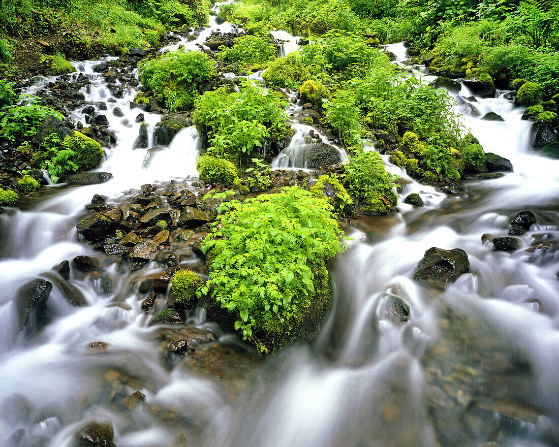 Cascades over rock with lush foliage in the Columbia River Gorge,Oregon,United States of America