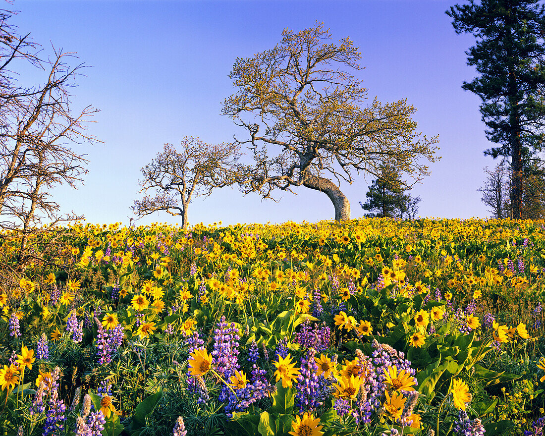 Blühende Wildblumen in Lila und Gelb, Pfeilwurz und Lupinen, auf einer Wiese in der Columbia River Gorge, Oregon, Vereinigte Staaten von Amerika