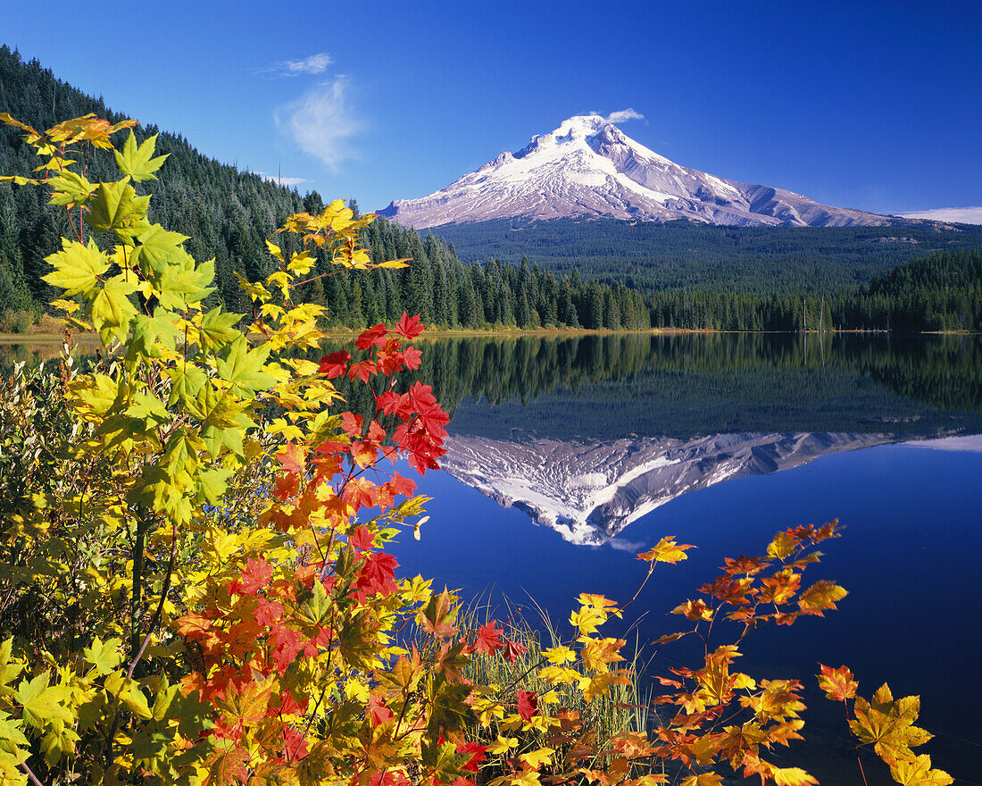 Mount Hood reflected in Trillium Lake in Mount Hood National Forest in autumn,Oregon,United States of America