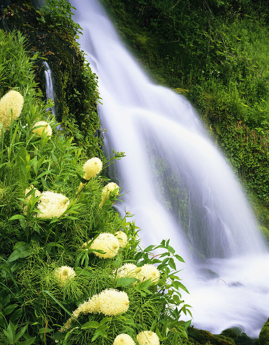 A cascading waterfall surrounded by lush foliage and bear grass in Mount Hood National Forest,Oregon,United States of America