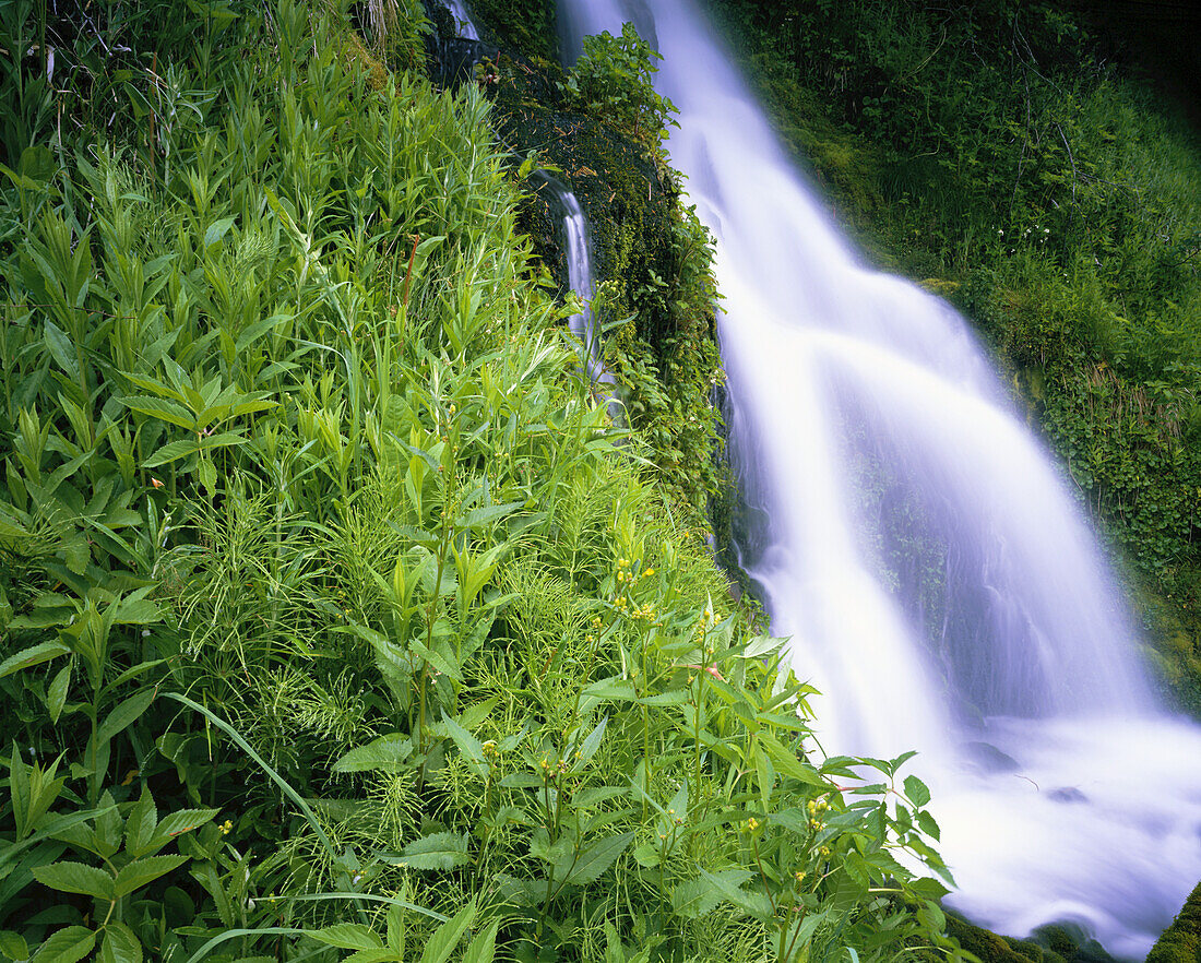 A cascading waterfall surrounded by lush foliage and bear grass in Mount Hood National Forest,Oregon,United States of America