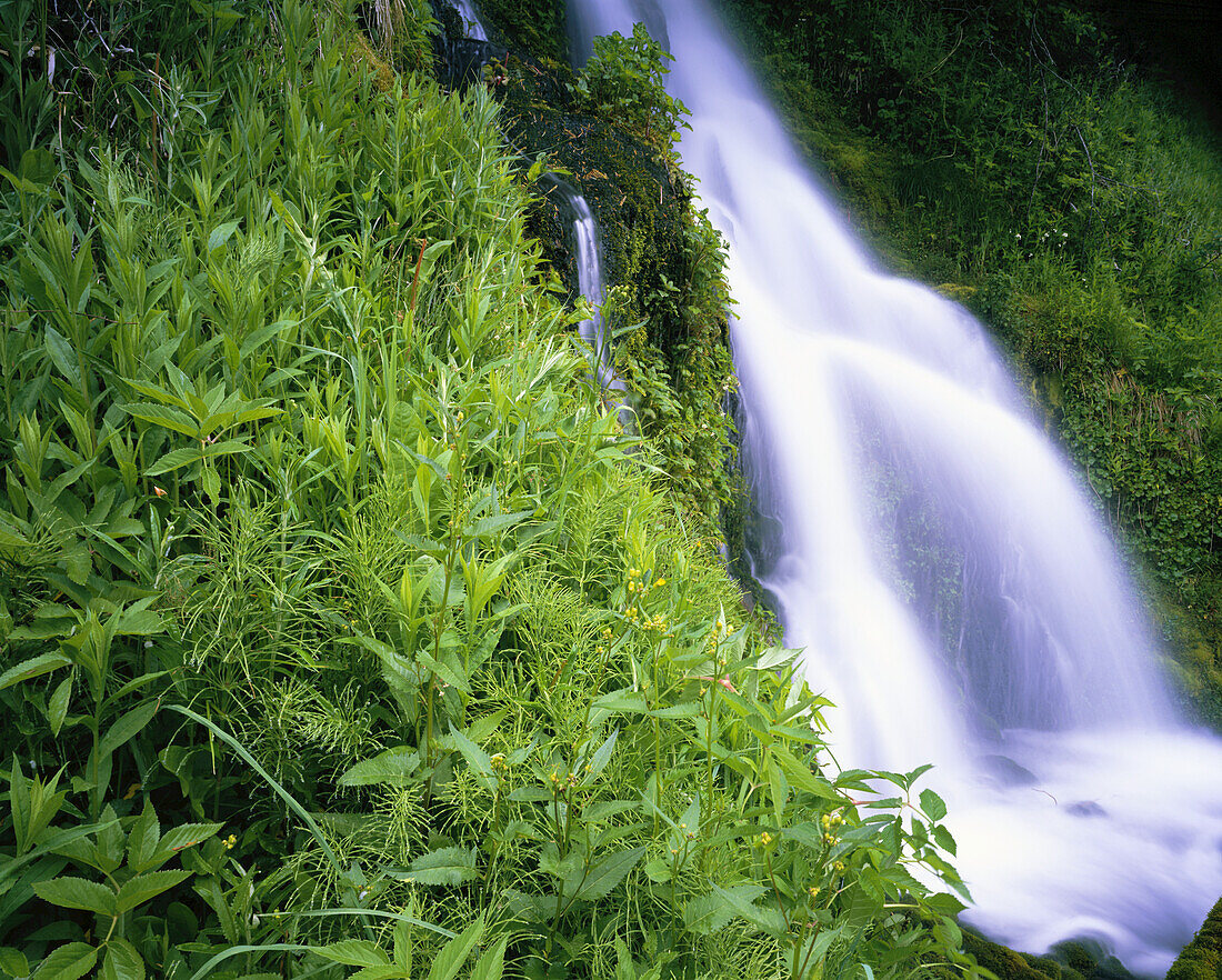 Ein Wasserfall inmitten von üppigem Laub und Bärengras im Mount Hood National Forest,Oregon,Vereinigte Staaten von Amerika