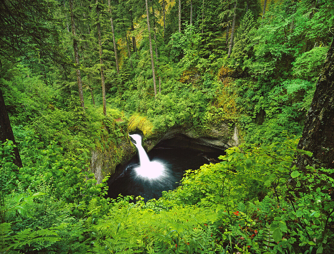 Punch Bowl Falls plätschern inmitten eines üppigen Waldes in Columbia River Gorge National Scenic Area,Oregon,Vereinigte Staaten von Amerika