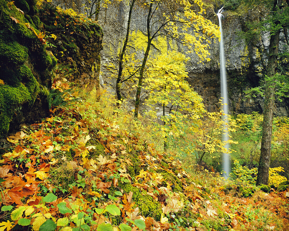 Farbenfrohes Herbstlaub und ein Wasserfall von einer hohen Klippe in einem Wald im Pazifischen Nordwesten, Oregon, Vereinigte Staaten von Amerika
