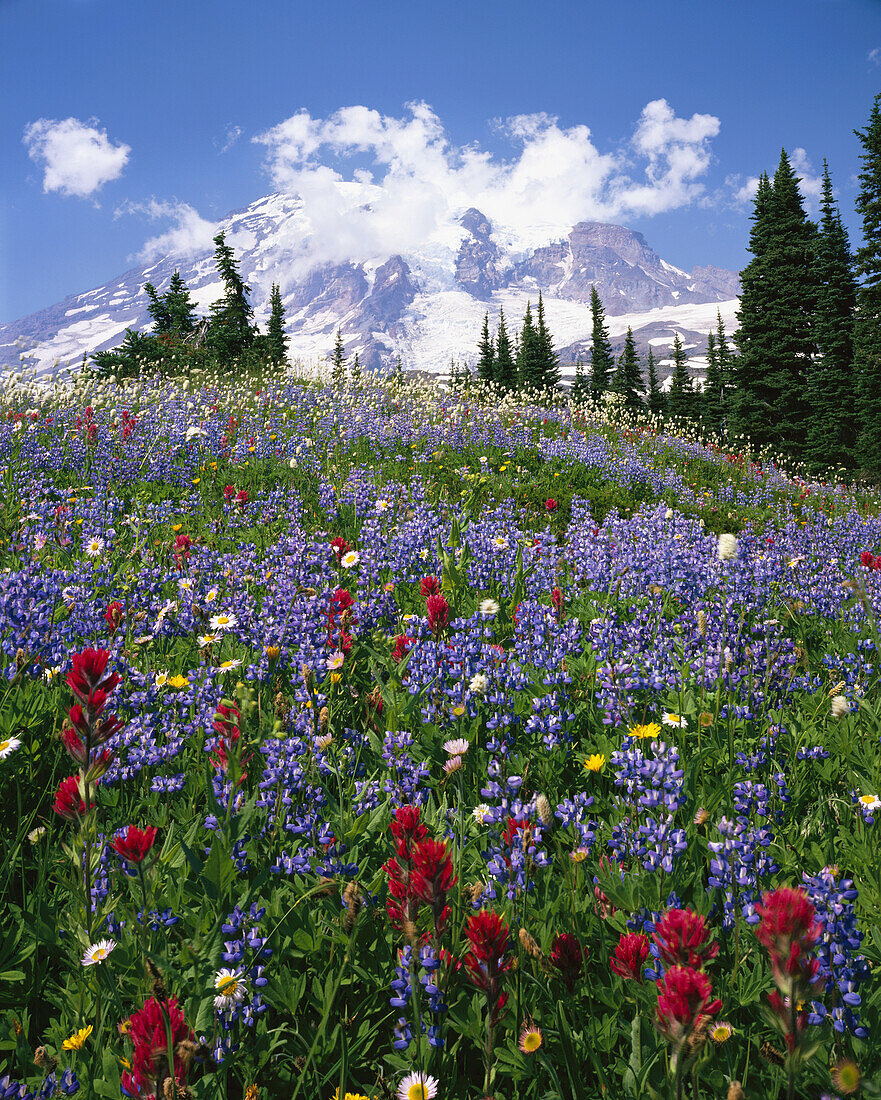 A variety of blossoming wildflowers in a meadow with Mount Rainier majestic in the background in Mount Rainier National Park,Paradise,Washington,United States of America
