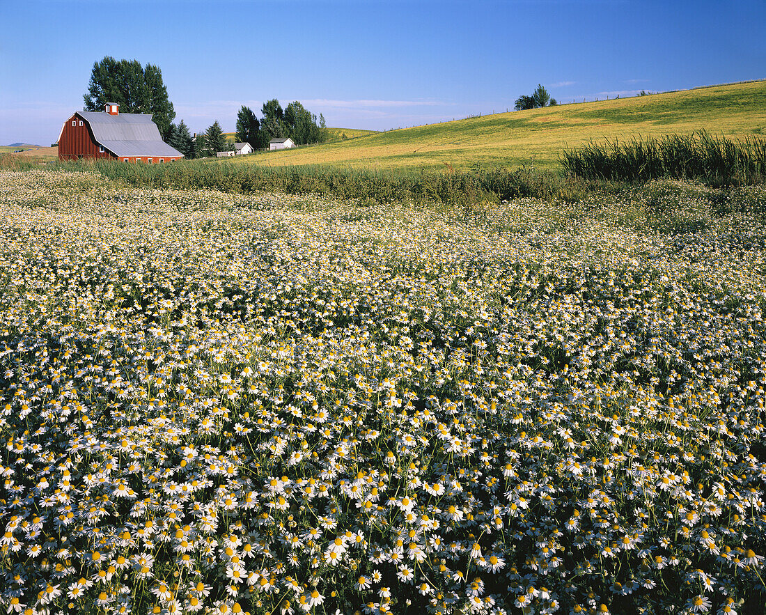 An abundance of daisies blossoming on a farm field behind a red barn and rolling hills,Palouse,Washington,United States of America