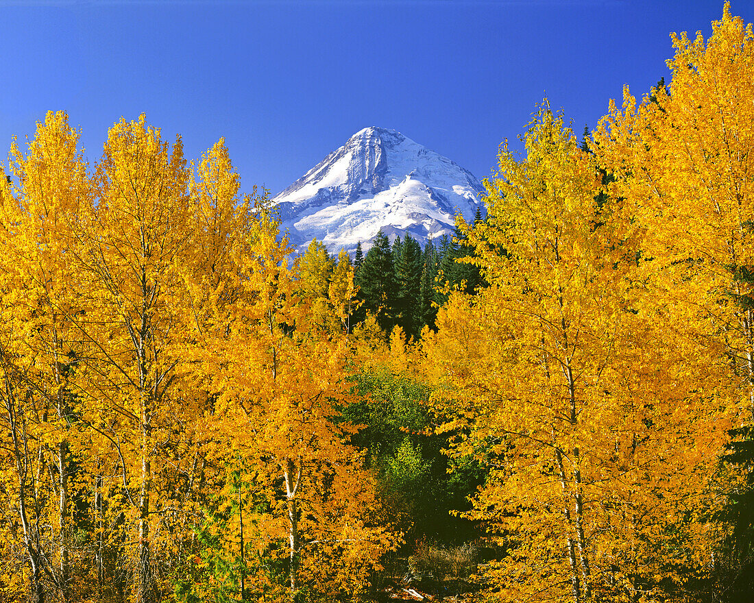 Lebendiges goldenes Laub auf den Bäumen im Mount Hood National Forest mit dem Gipfel des majestätischen Mount Hood im Hintergrund, Oregon, Vereinigte Staaten von Amerika
