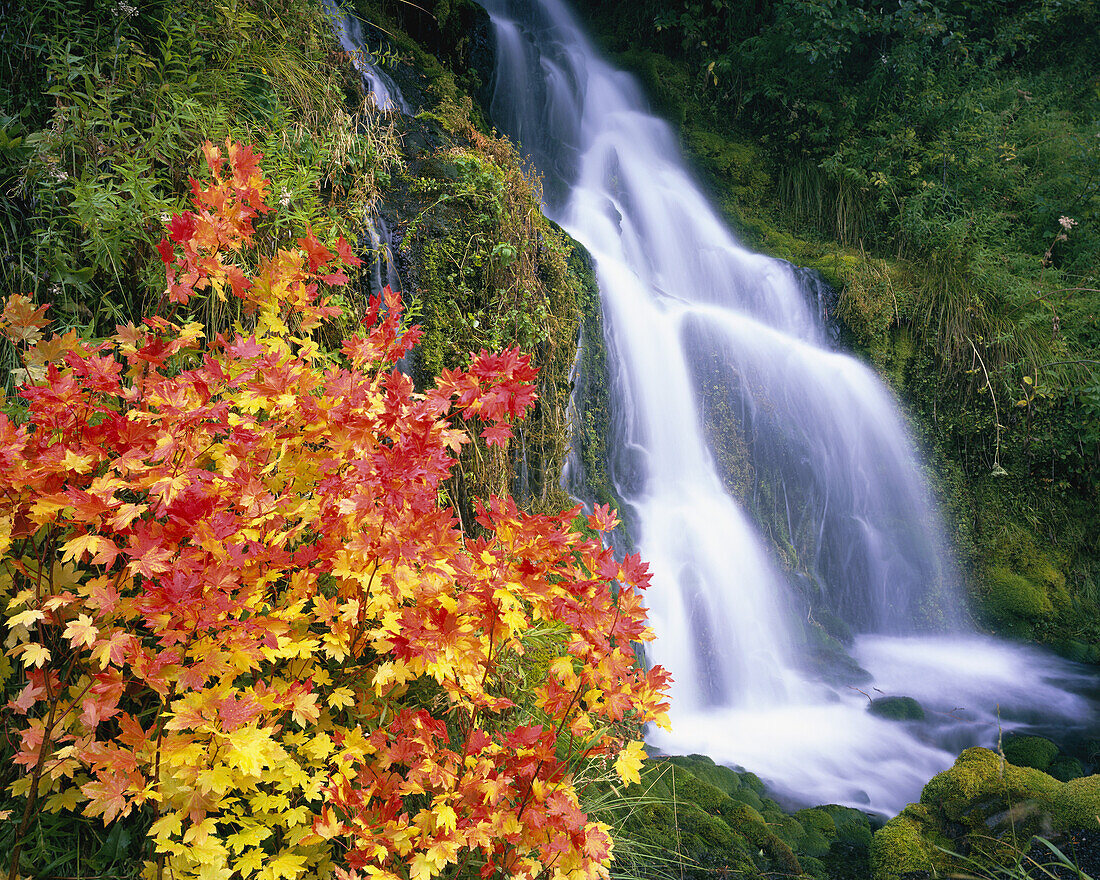 Vibrant autumn colours in Mount Hood National Forest,Oregon,United States of America