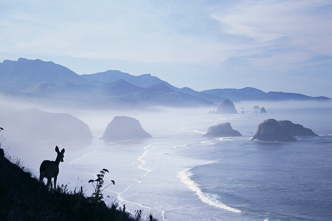 Ein silhouettierter Hirsch steht auf einem Bergrücken mit Blick auf die neblige Küste von Oregon im Ecola State Park, Oregon, Vereinigte Staaten von Amerika