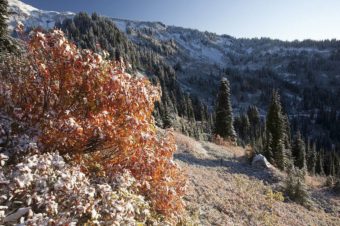 The Cascade Mountains in autumn in Mount Rainier National Park,Washington,United States of America