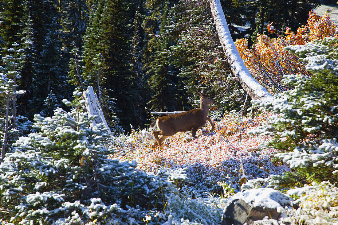 A deer in snow-covered autumn foliage in Paradise Park.  First snow of autumn adds beauty to autumn colours and deer in Mount Rainier National Park,Washington,United States of America