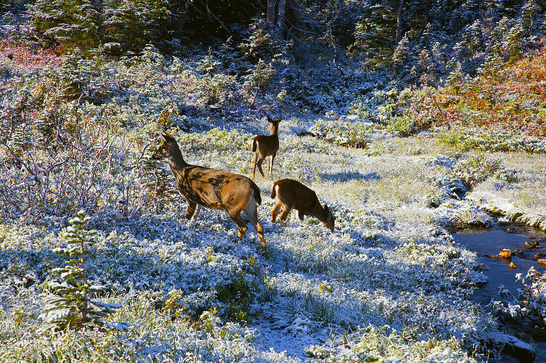 Three deer in snow-covered autumn foliage in Mount Rainier National Park,Washington,United States of America