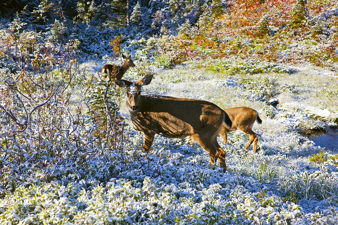 Drei Rehe im schneebedeckten Herbstlaub im Mount Rainier National Park,Washington,Vereinigte Staaten von Amerika