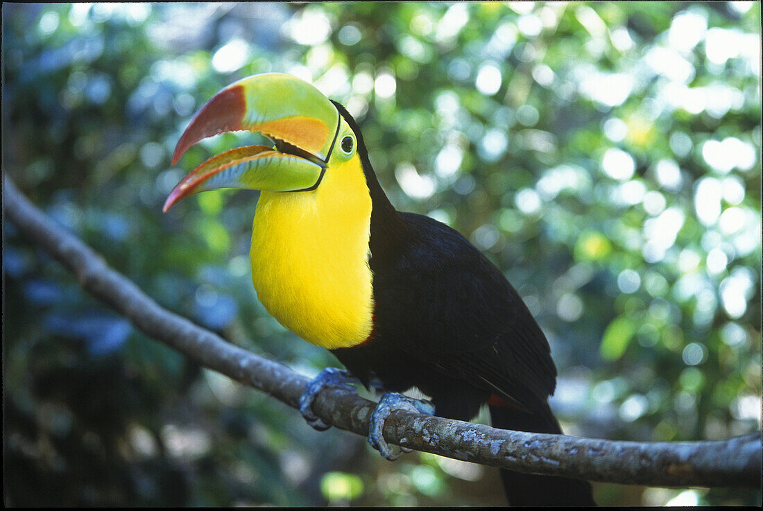 Kielschnabeltukan (Ramphastos sulfuratus) mit offenem Schnabel auf einem Ast sitzend, Honduras