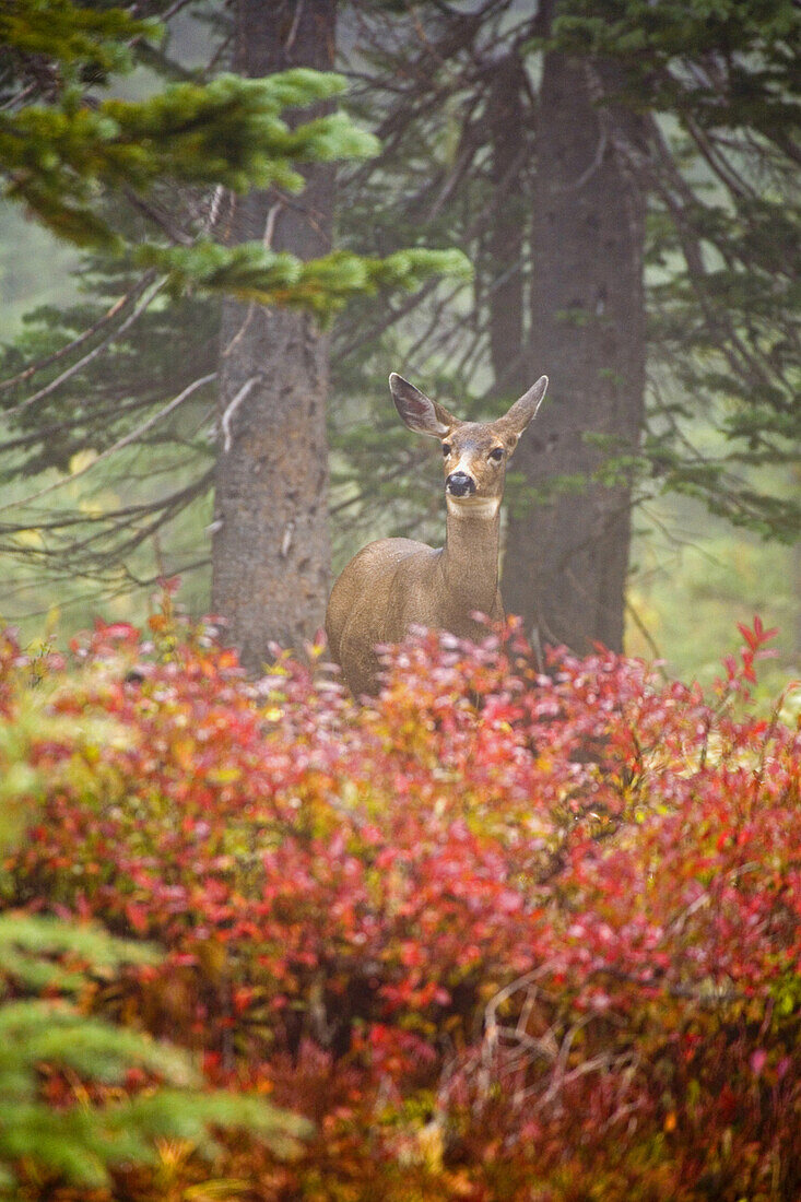 Ein Hirsch steht in einem nebligen Wald im Herbst im Mount Rainier National Park, Washington, Vereinigte Staaten von Amerika, und schaut wachsam in die Kamera
