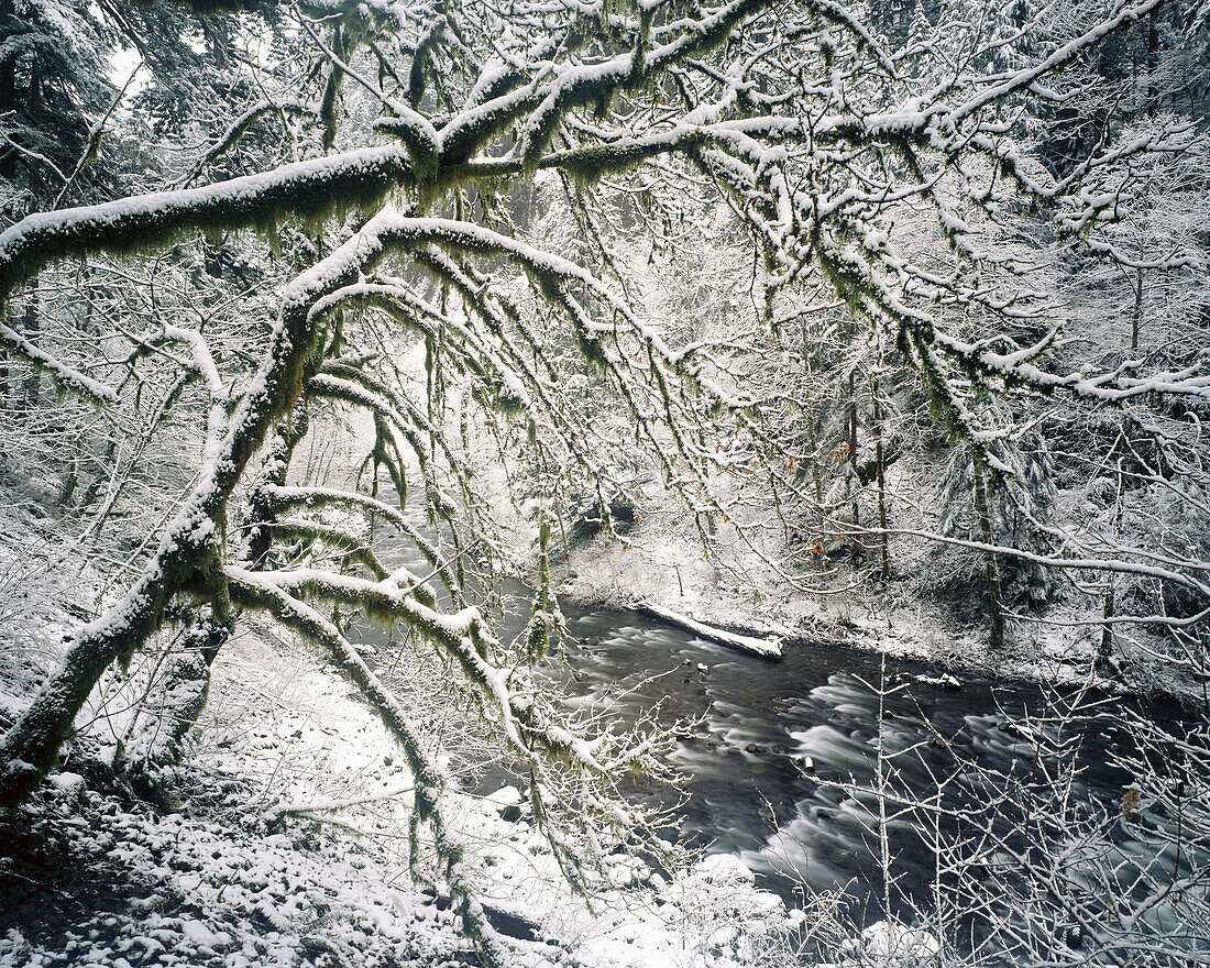 A stream flows through a snowy forest in the Pacific Northwest,Oregon,United States of America