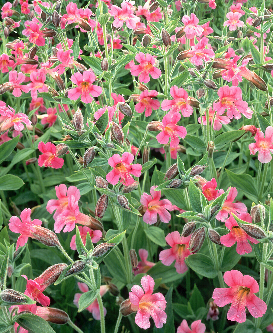 Blossoming pink Monkey-flowers (Erythranthe) with dew droplets and green foliage on Mount Rainier,Mount Rainier National Park,Washington,United States of America