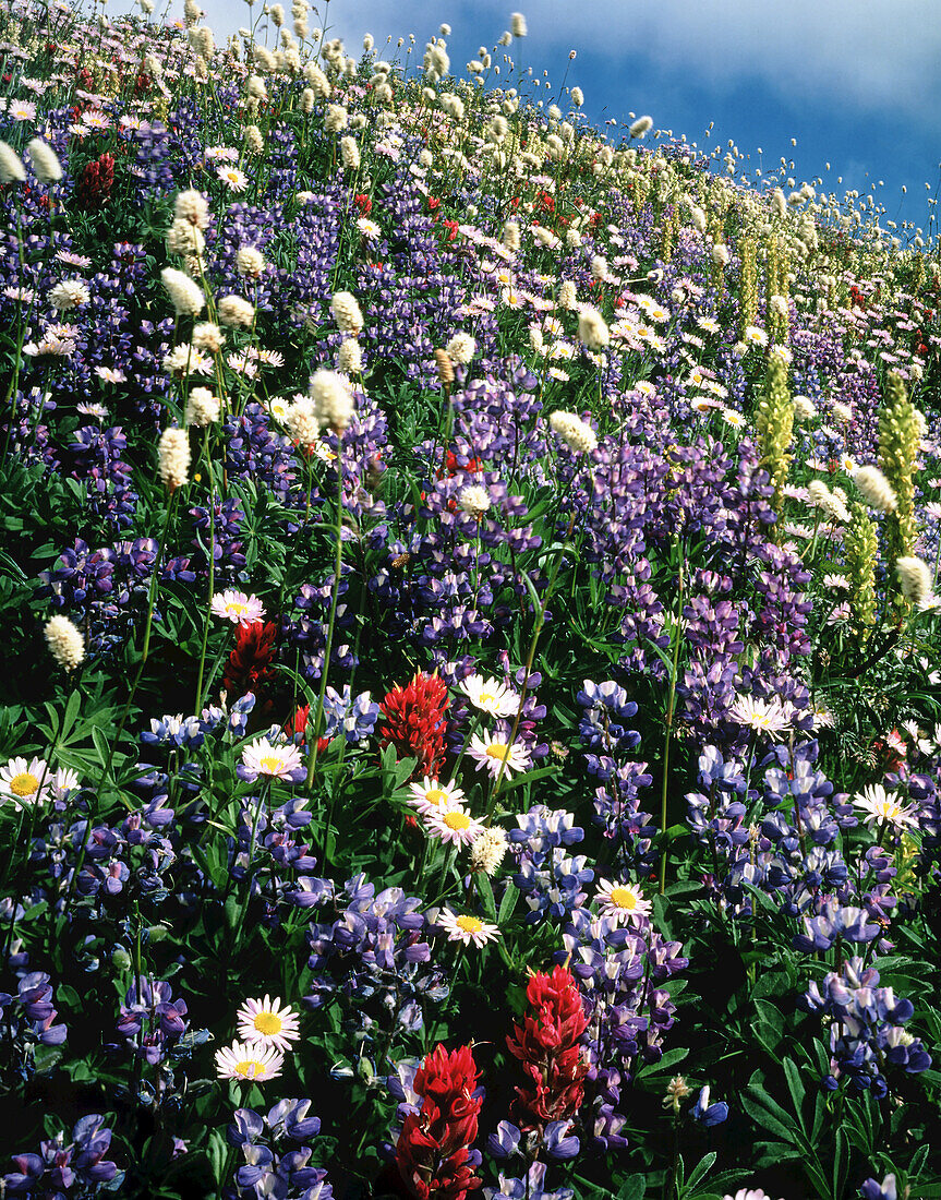 Close-up of a variety of colourful wildflowers blossoming on a hillside meadow with blue sky on Mount Rainier,Mount Rainier National Park,Washington,United States of America