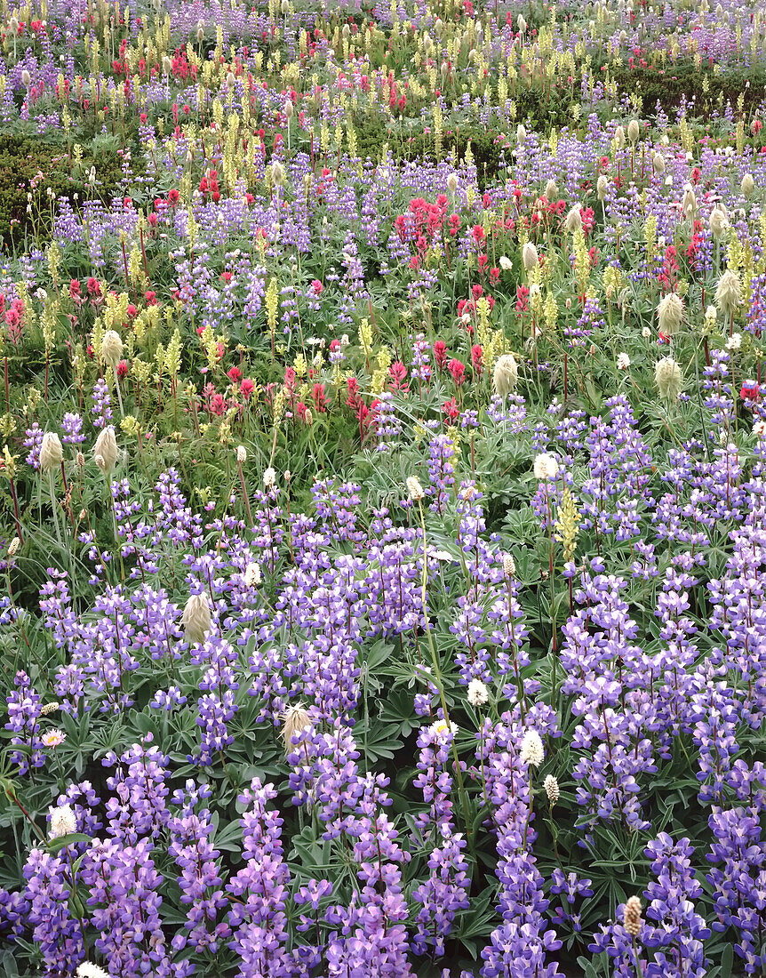 Nahaufnahme einer Vielzahl bunter Wildblumen, die auf einer Wiese blühen,Washington,Vereinigte Staaten von Amerika