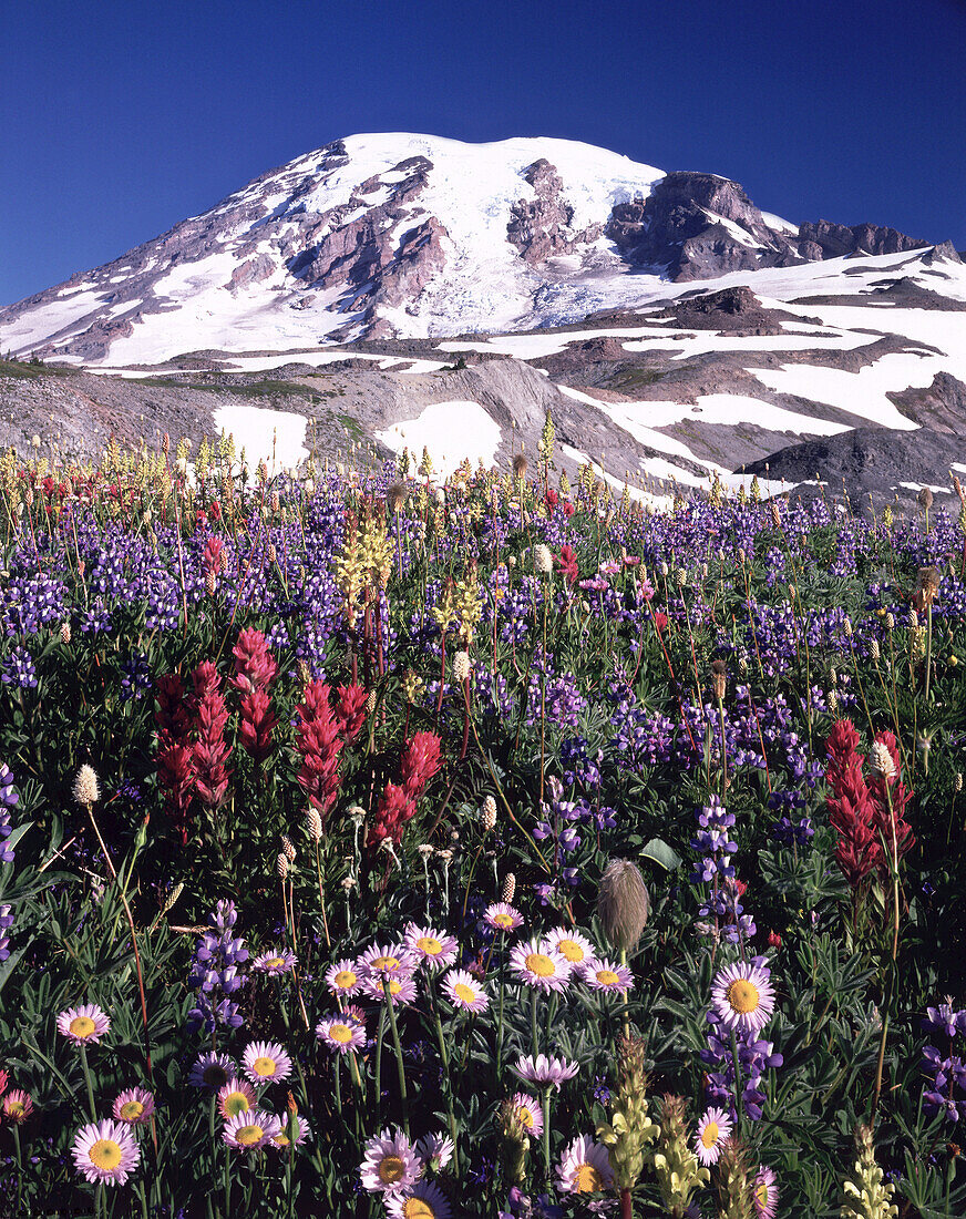 A meadow with a variety of blossoming wildflowers and snow-covered Mount Rainier in the background in Mount Rainier National Park,Washington,United States of America