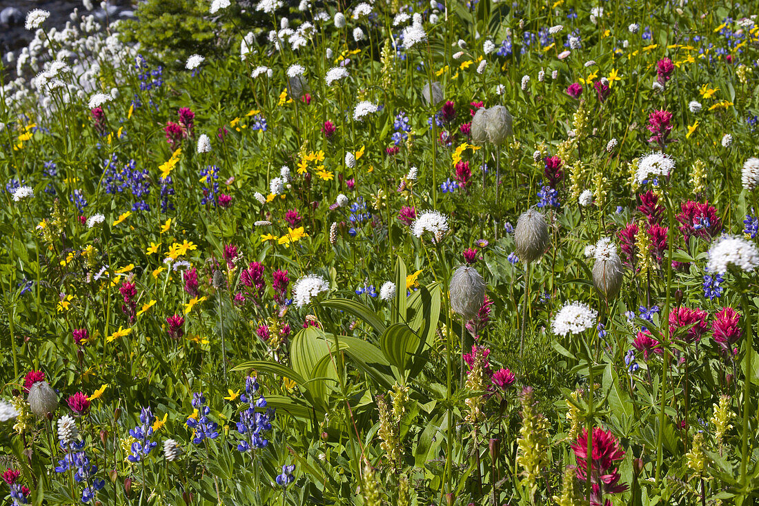 Colourful meadow of a variety of wildflowers blossoming on a mountainside at the timberline on Mount Rainier,Mount Rainier National Park,Washington,United States of America