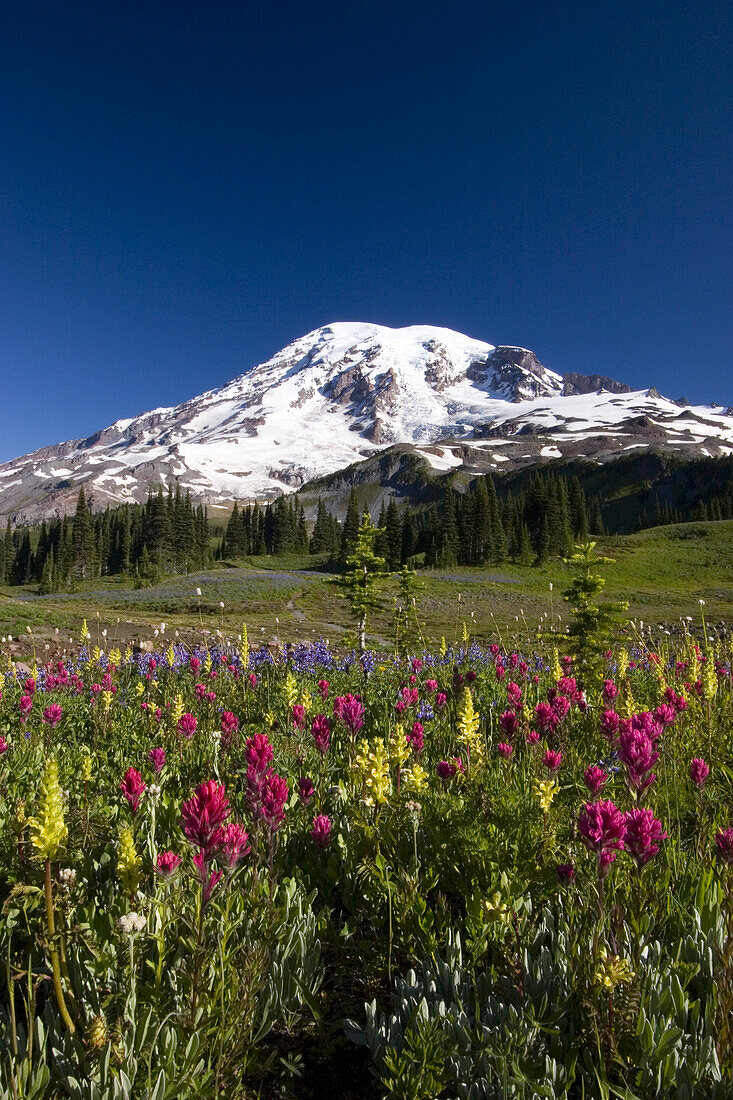 Bunte Wiese mit einer Vielzahl von blühenden Wildblumen an einem Berghang mit dem Gipfel des Mount Rainier vor einem strahlend blauen Himmel im Mount Rainier National Park, Washington, Vereinigte Staaten von Amerika