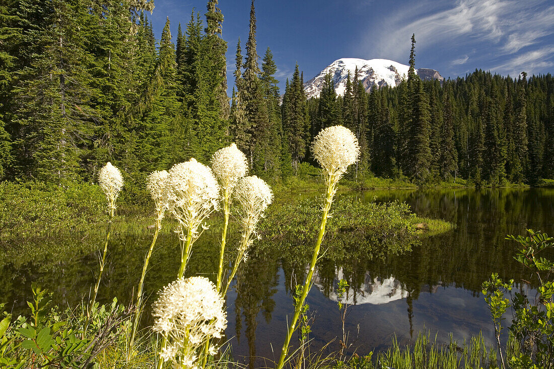 Der Gipfel und der Schnee auf dem Mount Rainier, der sich im Reflection Lake spiegelt, mit Bärengras (Xerophyllum tenax), das am Ufer im Vordergrund wächst, Mount Rainier National Park, Washington, Vereinigte Staaten von Amerika