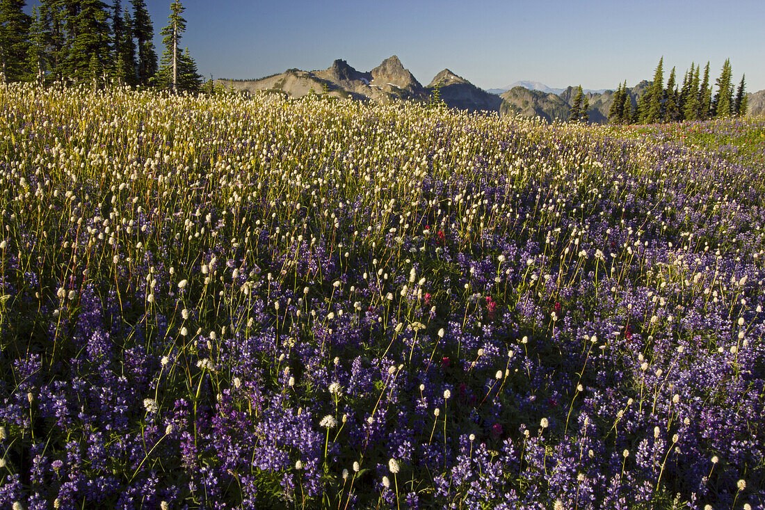 Eine Fülle von blühenden Wildblumen auf einer alpinen Wiese in der Cascade Range, Washington, Vereinigte Staaten von Amerika