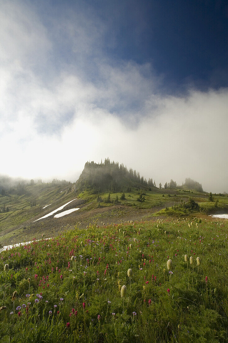 An abundance of wildflowers blossoming in an alpine meadow in the fog in the Cascade Range,Mount Rainier National Park,Washington,United States of America