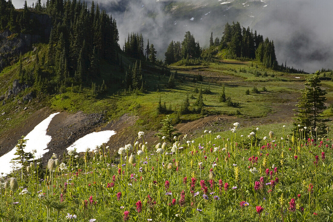 Eine Fülle von blühenden Wildblumen auf einer alpinen Wiese im Nebel in der Cascade Range, Mount Rainier National Park, Washington, Vereinigte Staaten von Amerika