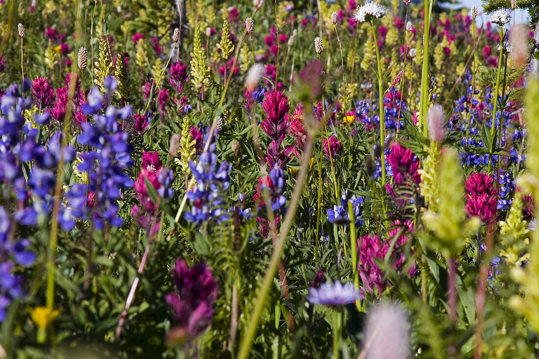 Nahaufnahme von blühenden Wildblumen in einer alpinen Wiese, Mount Rainier National Park, Washington, Vereinigte Staaten von Amerika