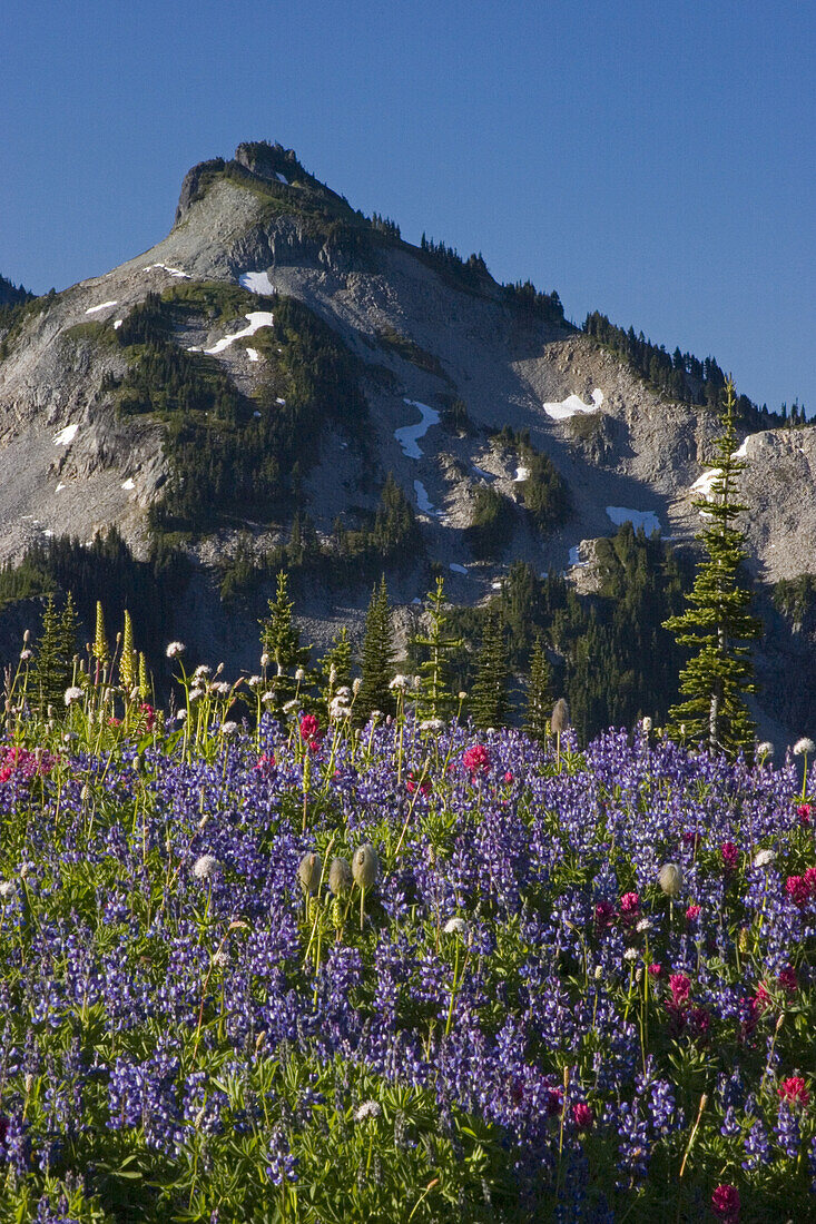 Close-up of beautiful wildflowers blossoming in an alpine meadow with the rugged peaks of the Tatoosh Mountains in the background in Mount Rainier National Park,Washington,United States of America