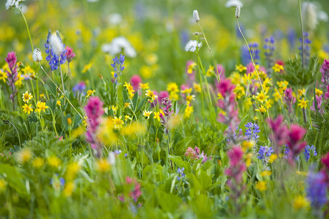 Nahaufnahme von blühenden Wildblumen auf einer alpinen Wiese, Mount Rainier National Park, Washington, Vereinigte Staaten von Amerika