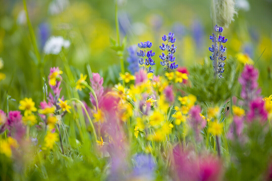 Close-up of beautiful wildflowers blossoming in an alpine meadow,Mount Rainier National Park,Washington,United States of America