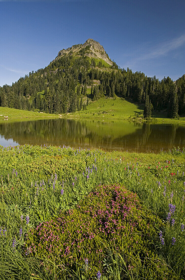 Alpine meadow and reflections in a lake in Mount Rainier National Park,Washington,United States of America