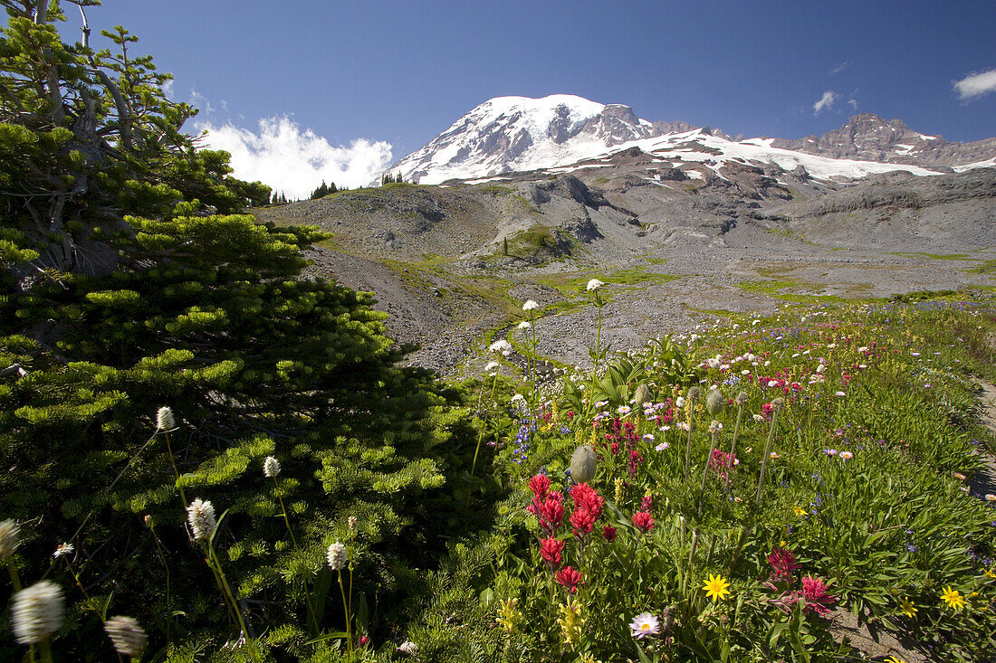 Alpine meadow and snow-capped Mount Rainier in Mount Rainier National Park,Washington,United States of America