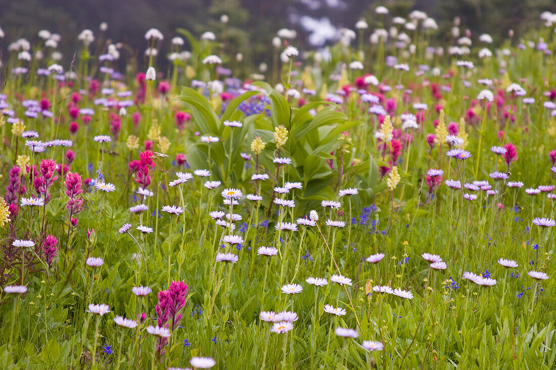 Beautiful blossoming wildflowers in an alpine meadow in Mount Rainier National Park,Washington,United States of America