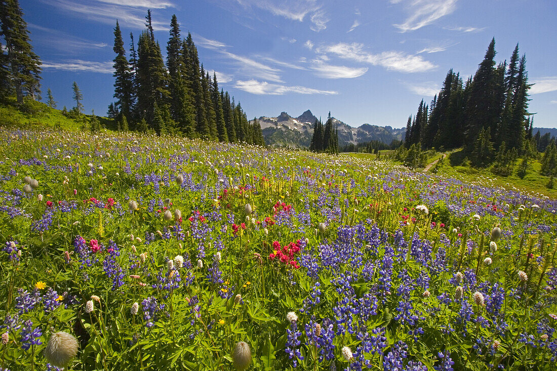 Beautiful blossoming wildflowers in an alpine meadow with a forest and rugged Cascade Range in the background in Mount Rainier National Park,Washington,United States of America