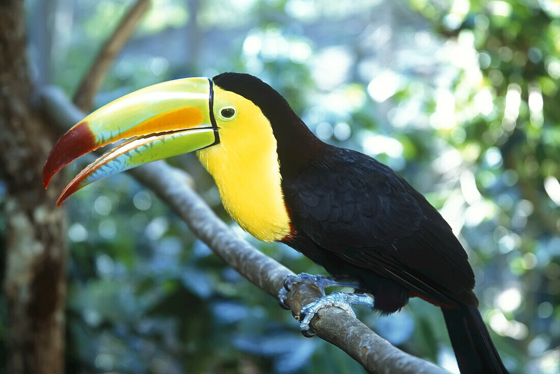 Keel-billed Toucan (Ramphastos sulfuratus),Honduras