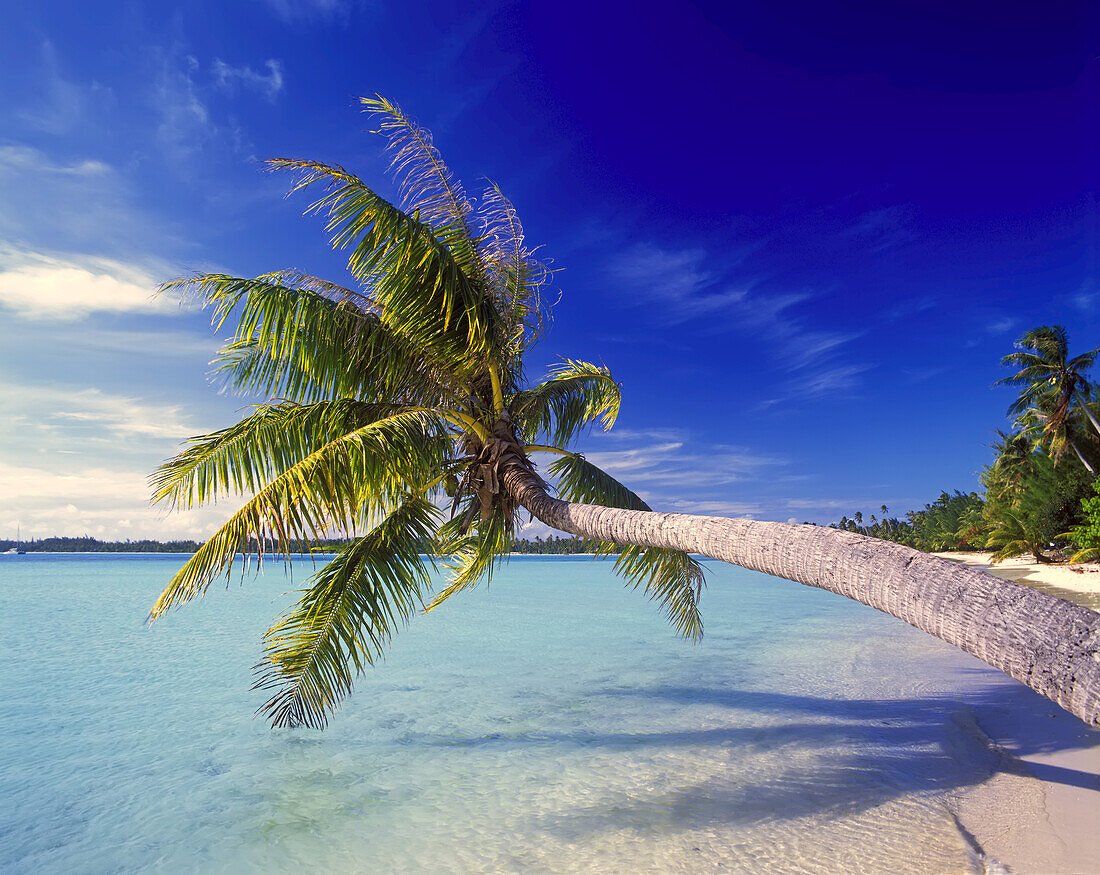 Schiefe Palme am weißen Sandstrand von One Foot Island mit türkisfarbenem Meerwasser im Südpazifik,Cook Islands