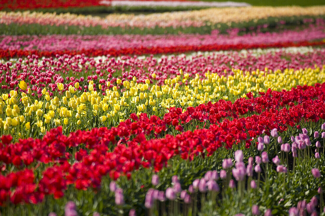 An abundance of vibrant blossoming tulips in rows of colour in a vast field at the Wooden Shoe Tulip Farm,Woodburn,Oregon,United States of America