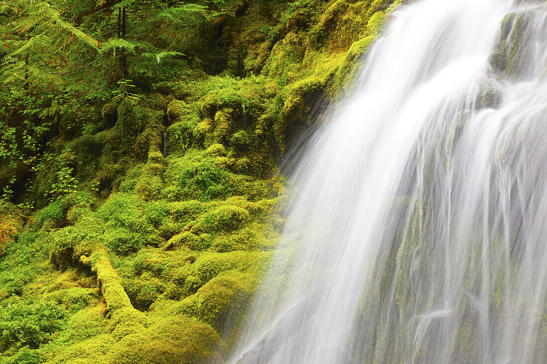 Cascading Proxy Falls beside a lush mossy cliff in the Oregon Cascade mountains in Willamette National Forest,Oregon,United States of America